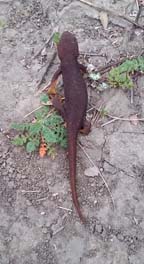 Tilden Newt of spring, photo by S. Robey